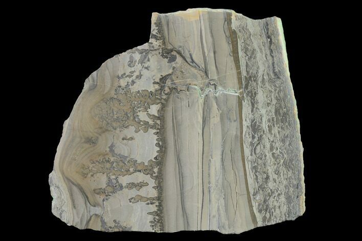 Triassic Aged Stromatolite Fossil - England #167387